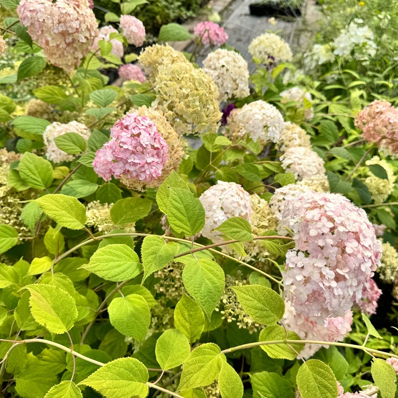 Hortensie 'Candybelle Marshmallow'