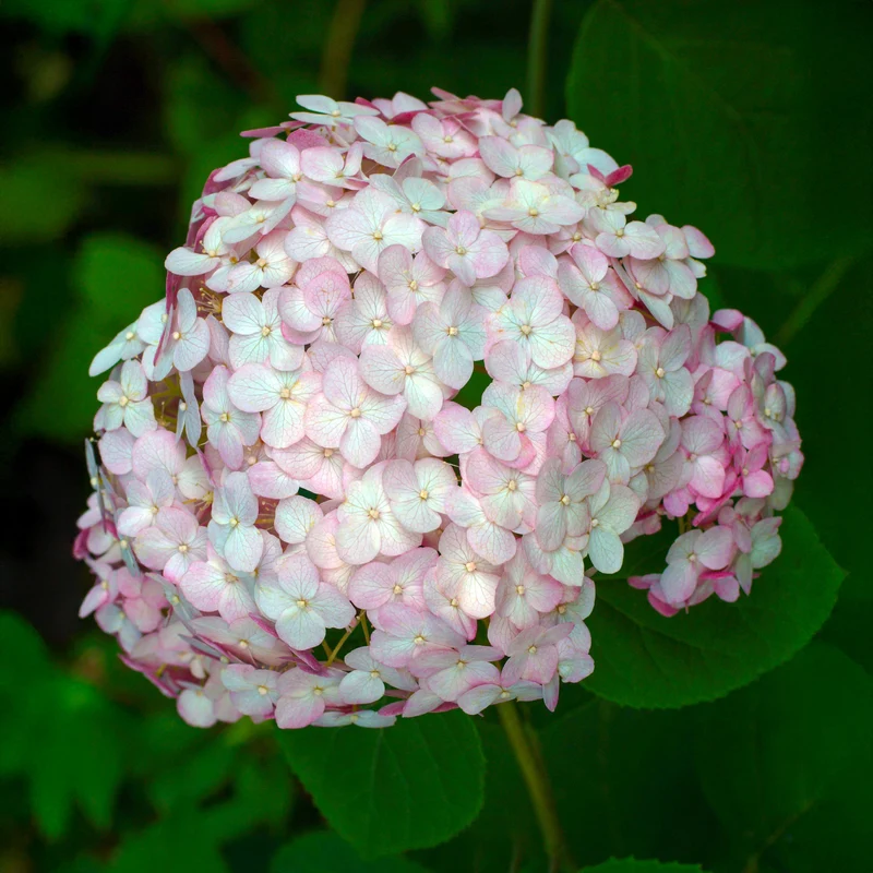 Hortensie 'Candybelle Bubblegum'