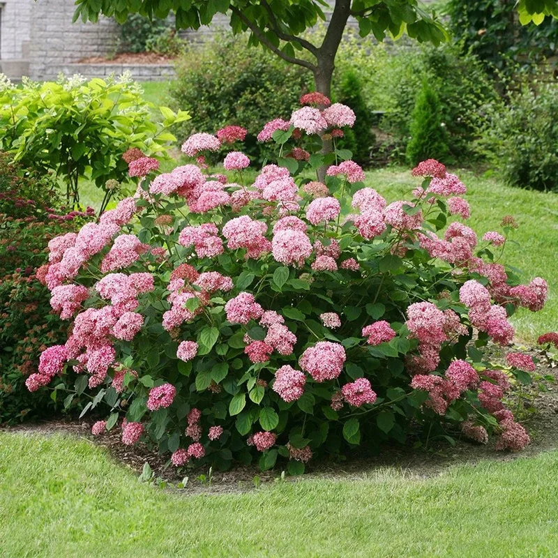 Hortensie 'Candybelle Bubblegum'