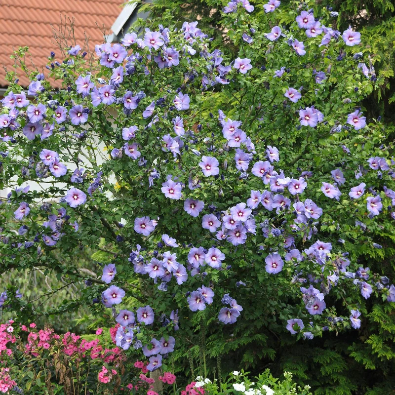 Garteneibisch 'Oiseau Bleu'
