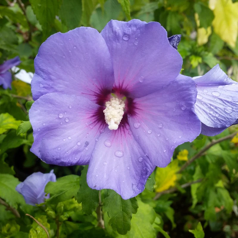 Garteneibisch 'Oiseau Bleu'