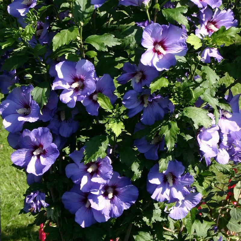 Garteneibisch 'Oiseau Bleu'