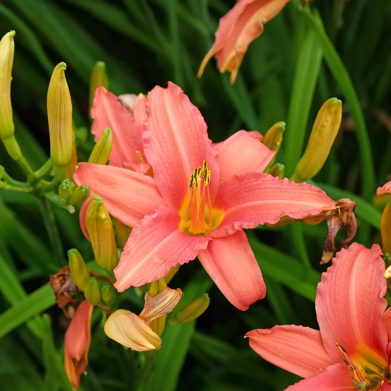 Taglilie 'Pink Damask'