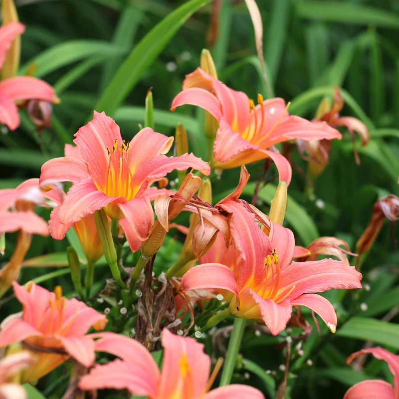 Taglilie 'Pink Damask'