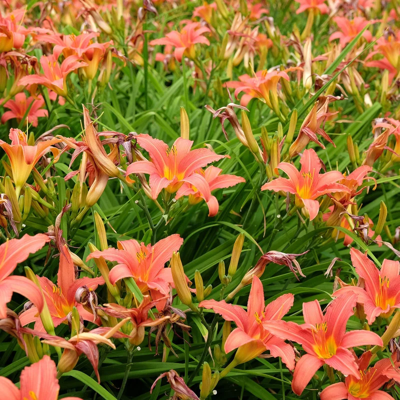Taglilie 'Pink Damask'