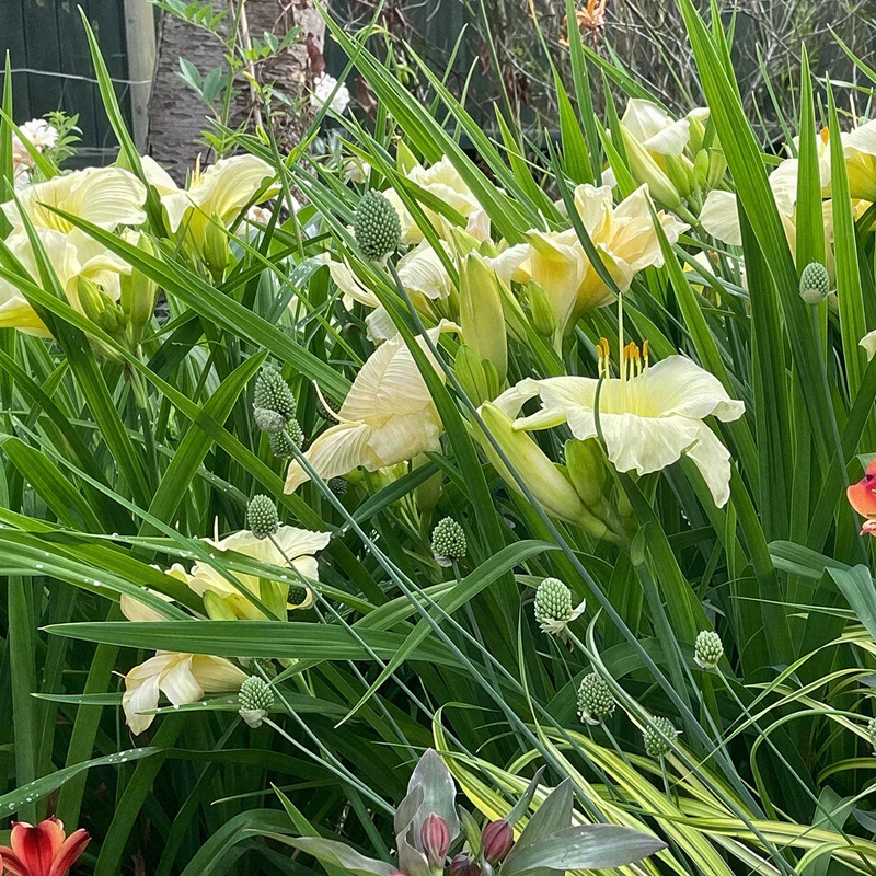 Taglilie 'Gentle Shepherd'