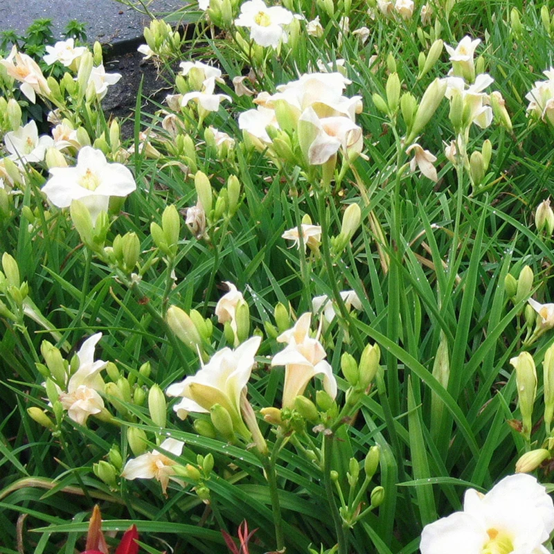 Taglilie 'Gentle Shepherd'