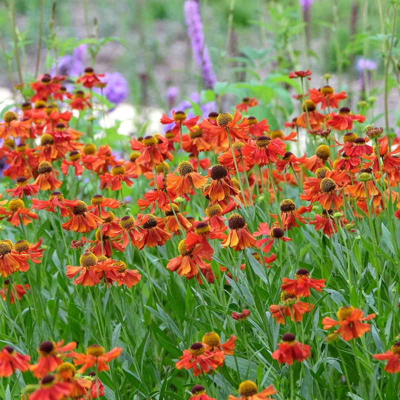 Sonnenbraut 'Moerheim Beauty'
