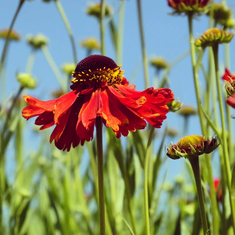 Sonnenbraut 'Moerheim Beauty'