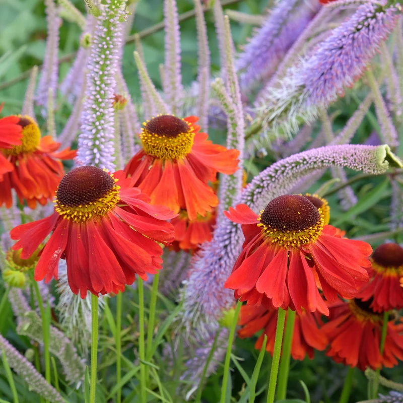 Sonnenbraut 'Moerheim Beauty'
