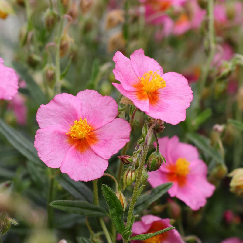 Sonnenröschen 'Lawrenson's Pink'