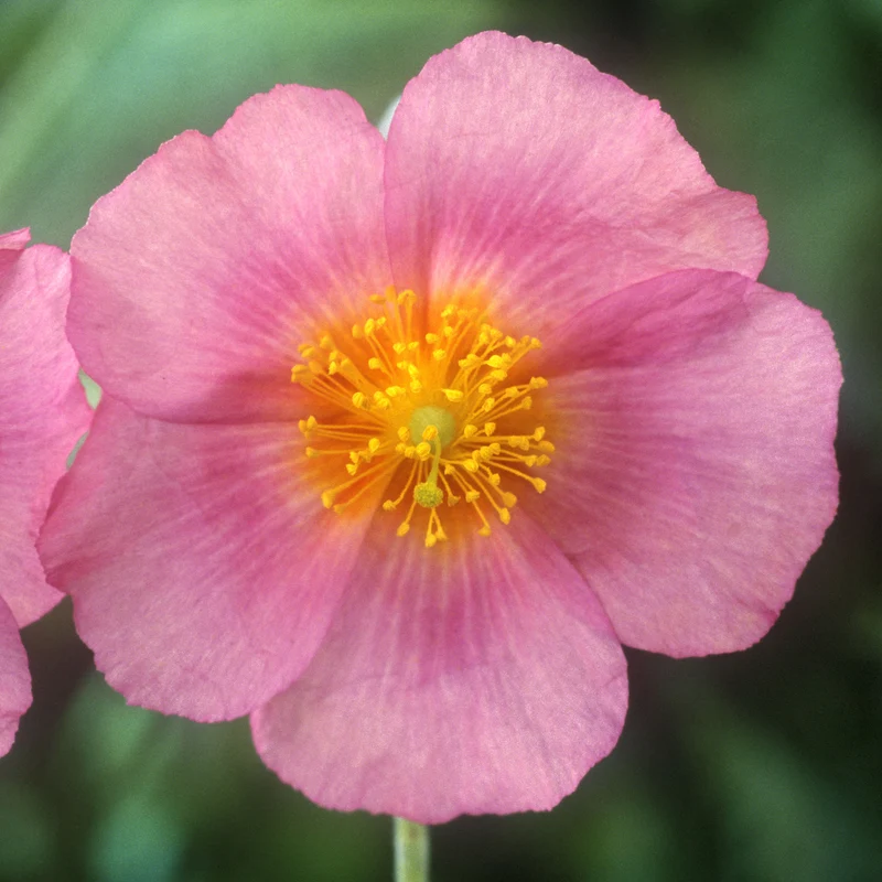 Sonnenröschen 'Lawrenson's Pink'