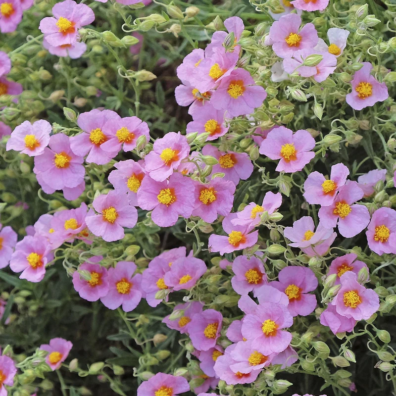 Sonnenröschen 'Lawrenson's Pink'