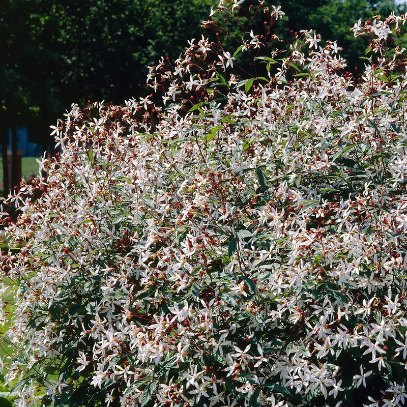 Dreiblattspiere