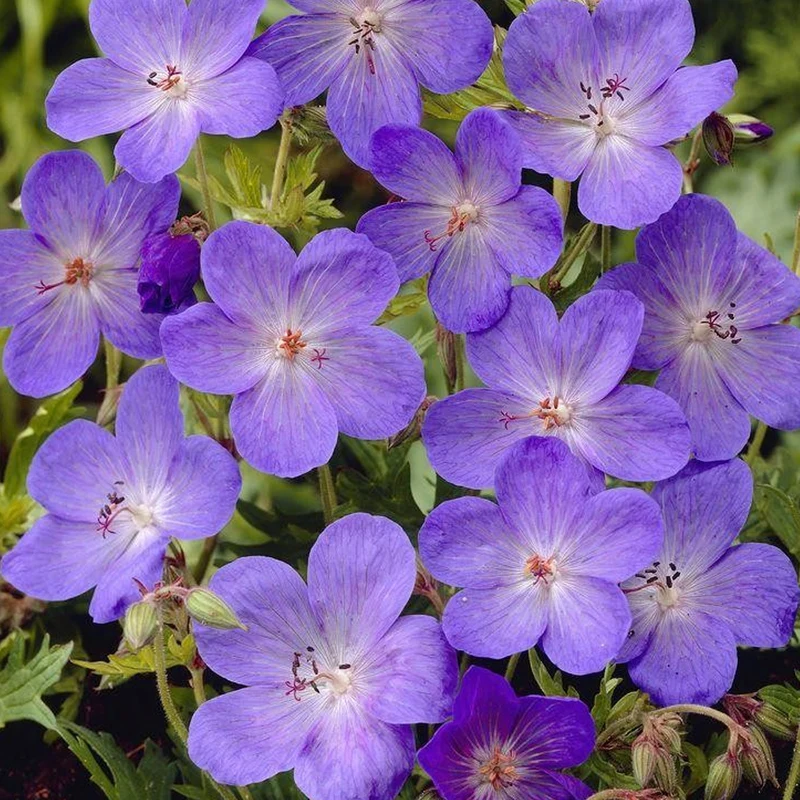Storchschnabel 'Johnson's Blue'
