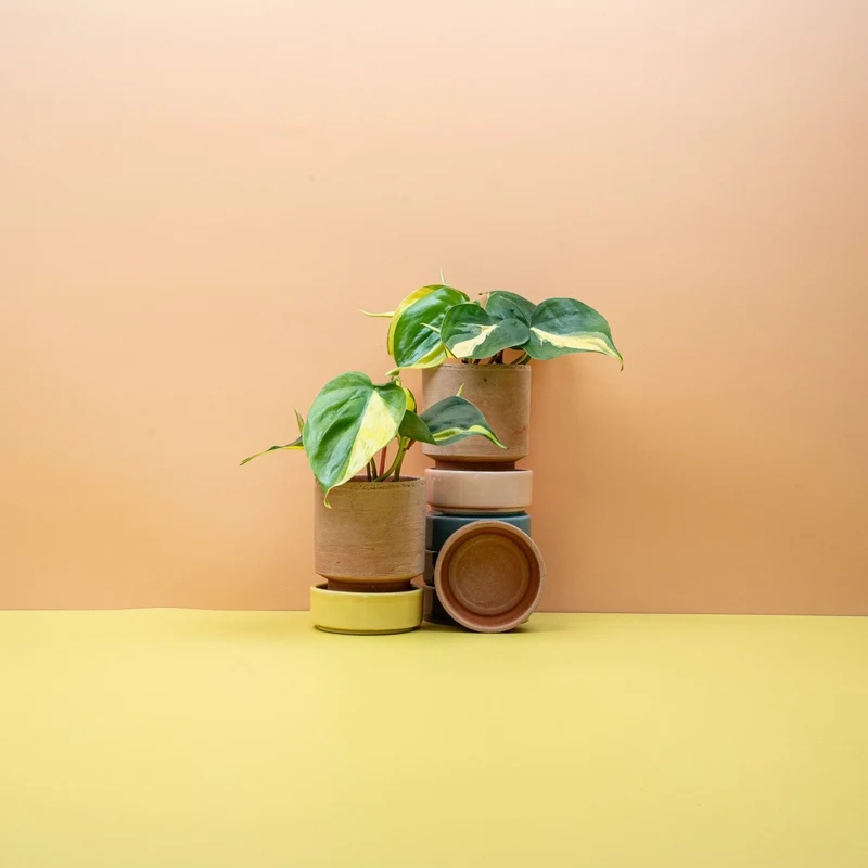 PHILODENDRON SCANDENS BRASIL