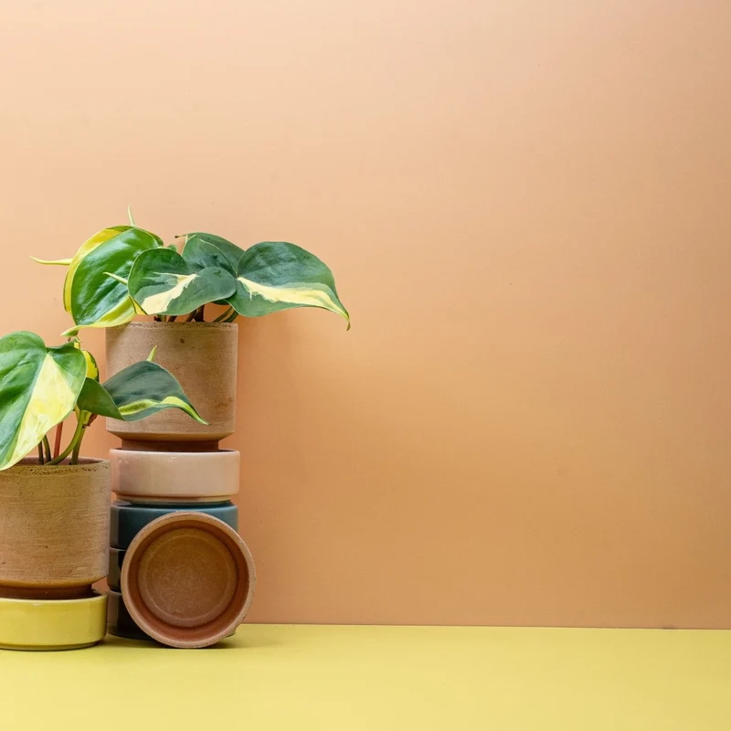 PHILODENDRON SCANDENS BRASIL