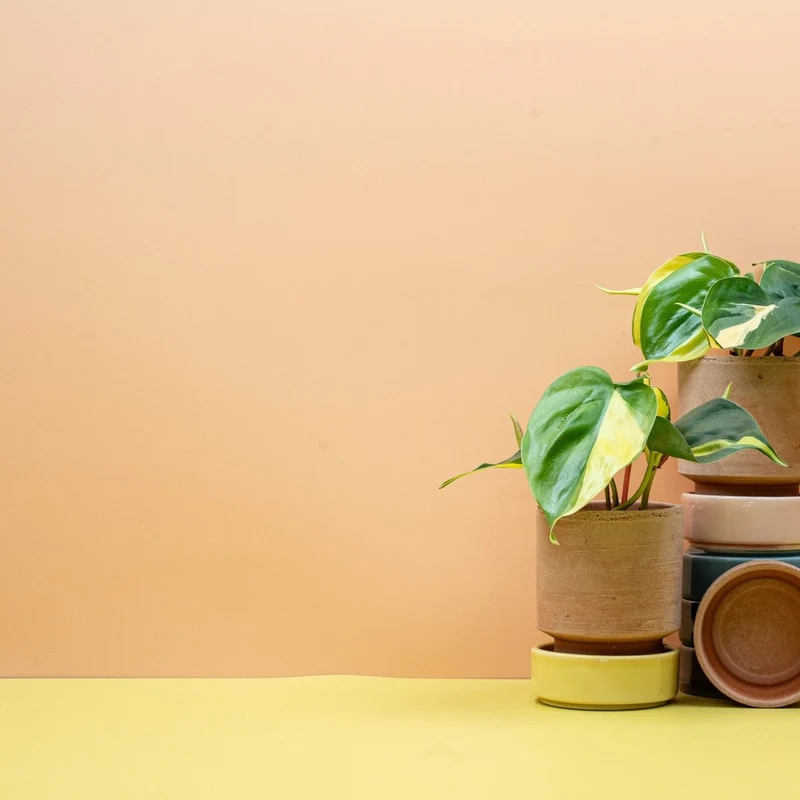 PHILODENDRON SCANDENS BRASIL