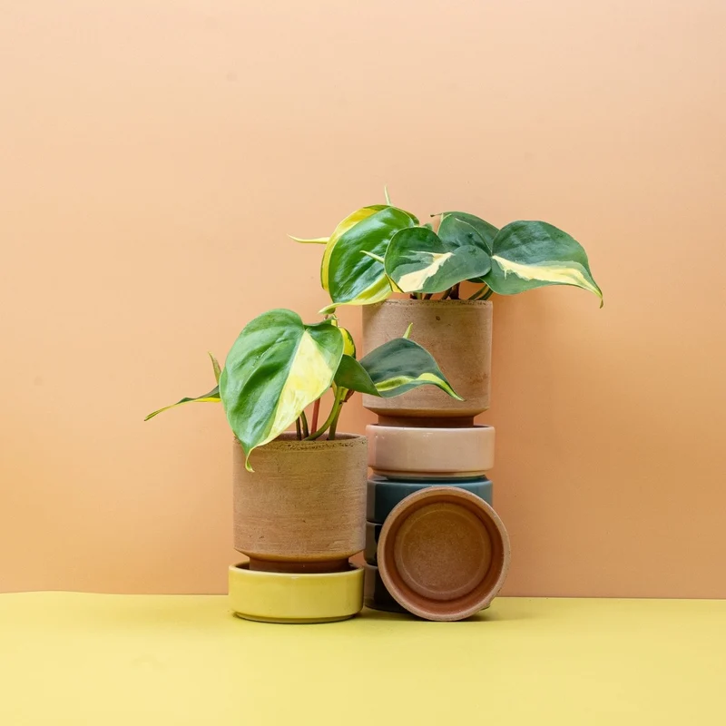 PHILODENDRON SCANDENS BRASIL