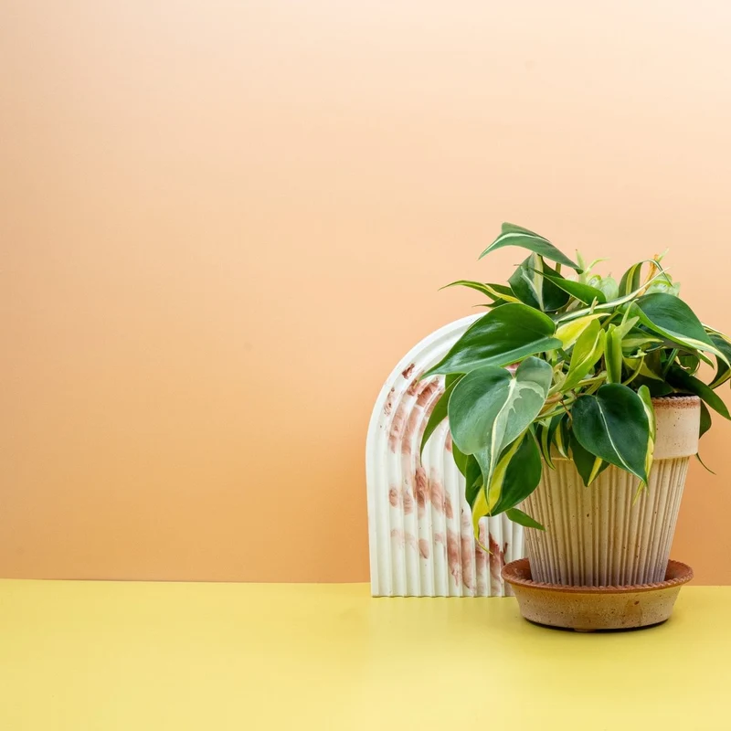 PHILODENDRON CREAM SPLASH