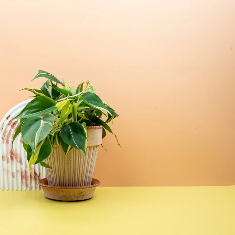 PHILODENDRON CREAM SPLASH