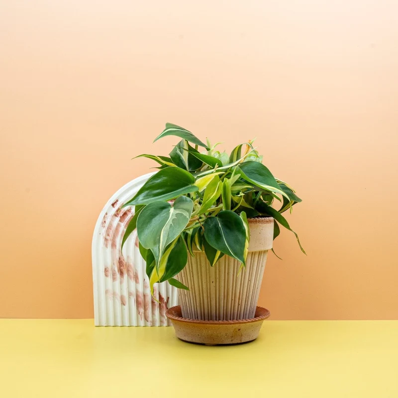 PHILODENDRON CREAM SPLASH