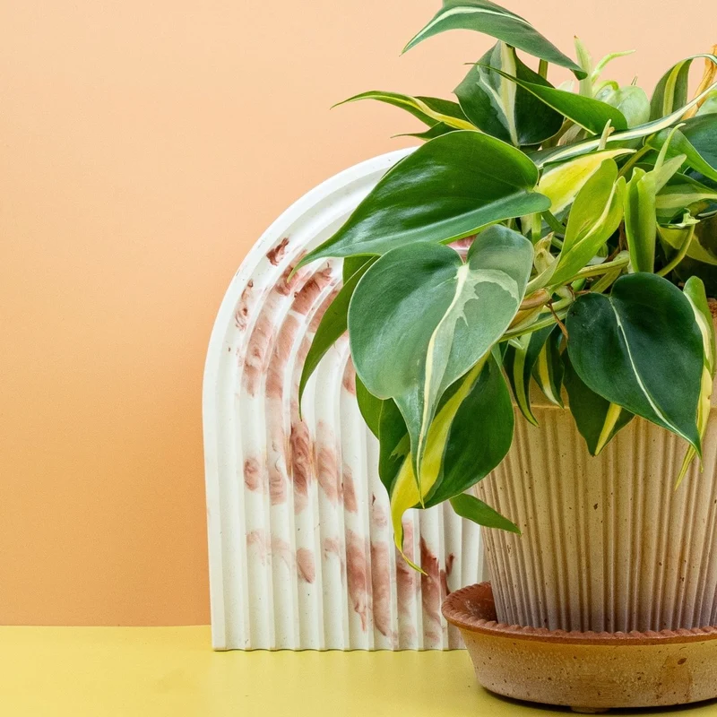 PHILODENDRON CREAM SPLASH