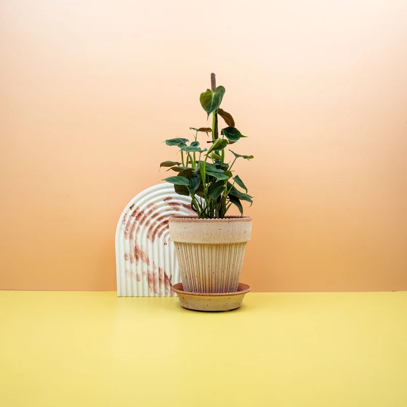 PHILODENDRON LUPINUM