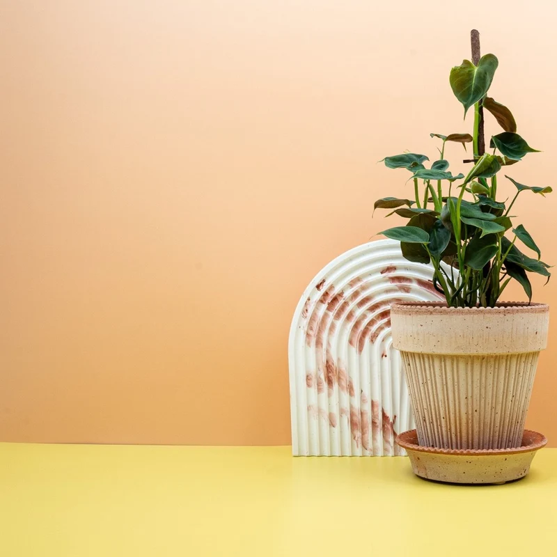 PHILODENDRON LUPINUM