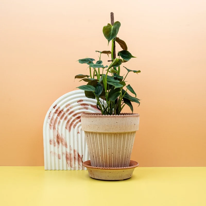PHILODENDRON LUPINUM