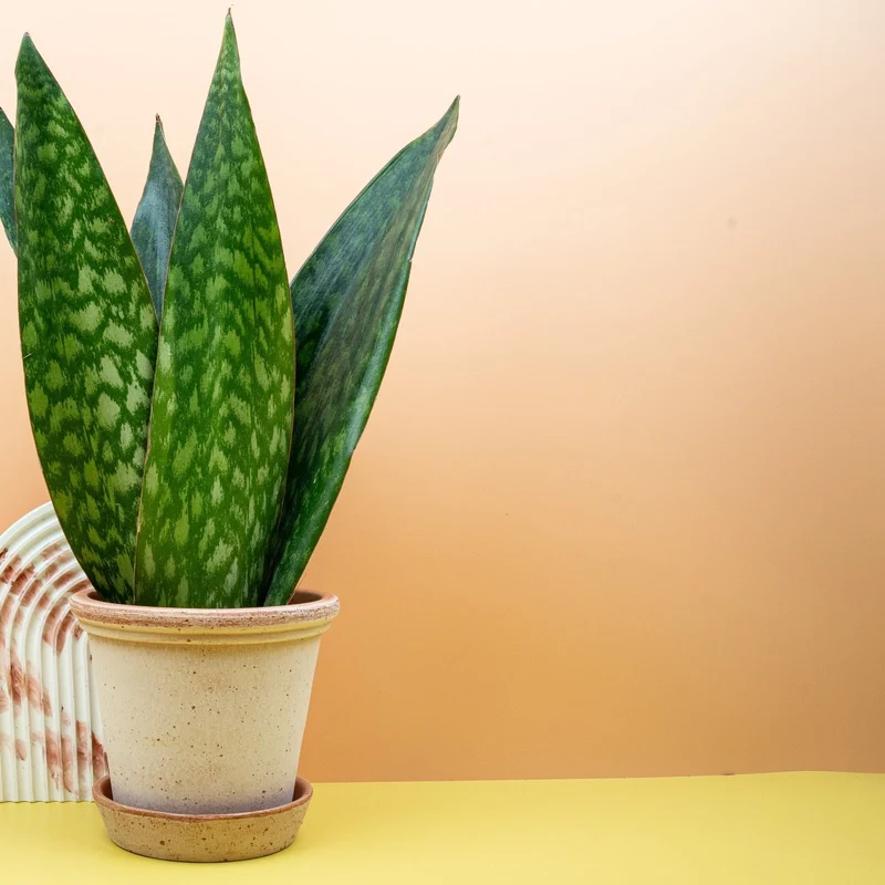 SANSEVIERIA JAMAIQUINA QUEEN