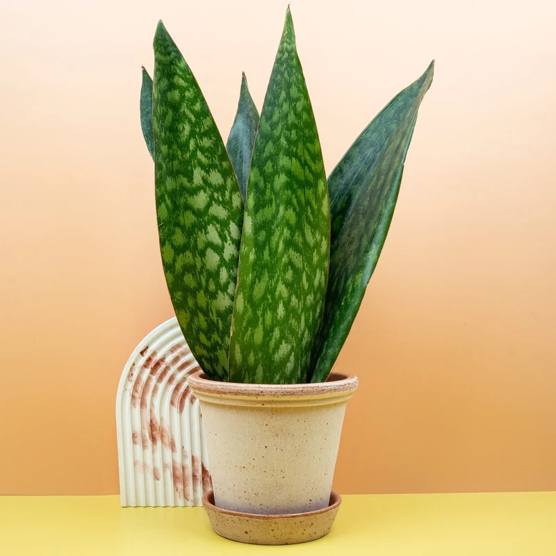 SANSEVIERIA JAMAIQUINA QUEEN