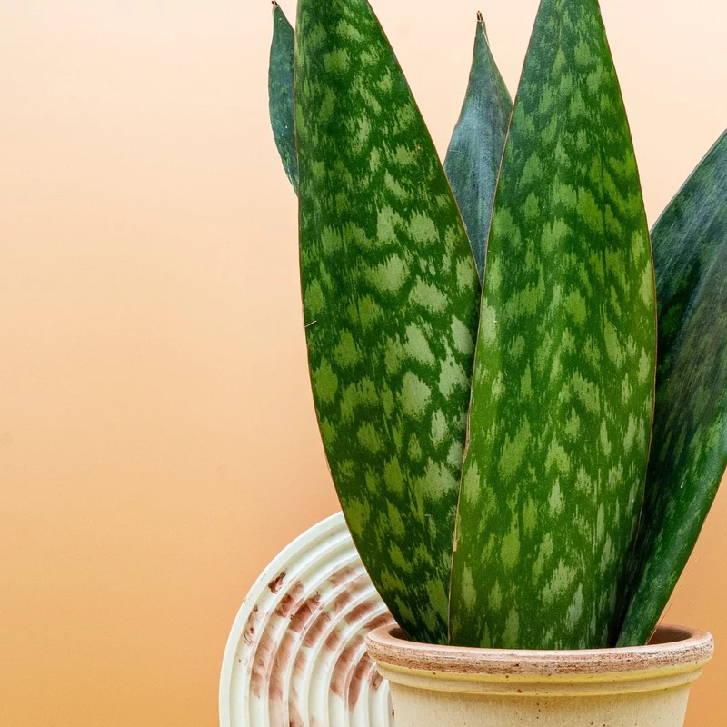 SANSEVIERIA JAMAIQUINA QUEEN