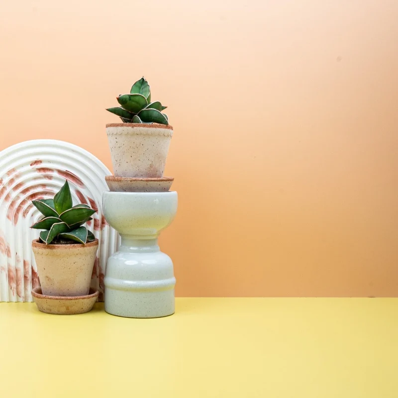 SANSEVIERIA SAMURAI