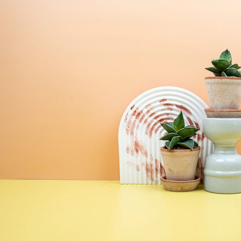 SANSEVIERIA SAMURAI