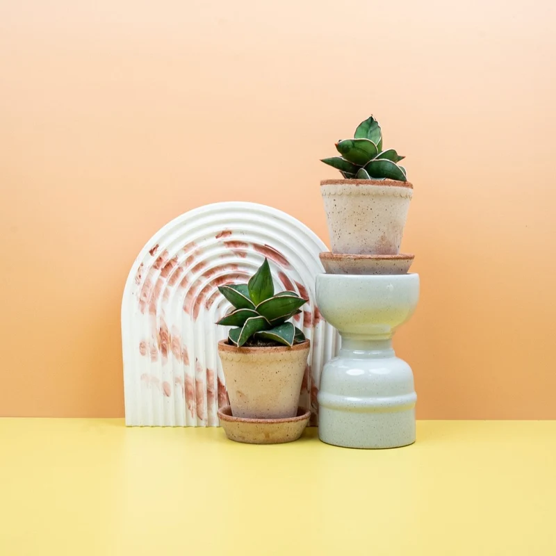 SANSEVIERIA SAMURAI