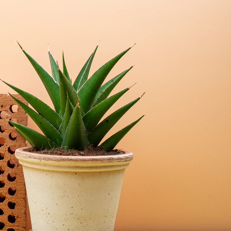 SANSEVIERIA SAMURAI