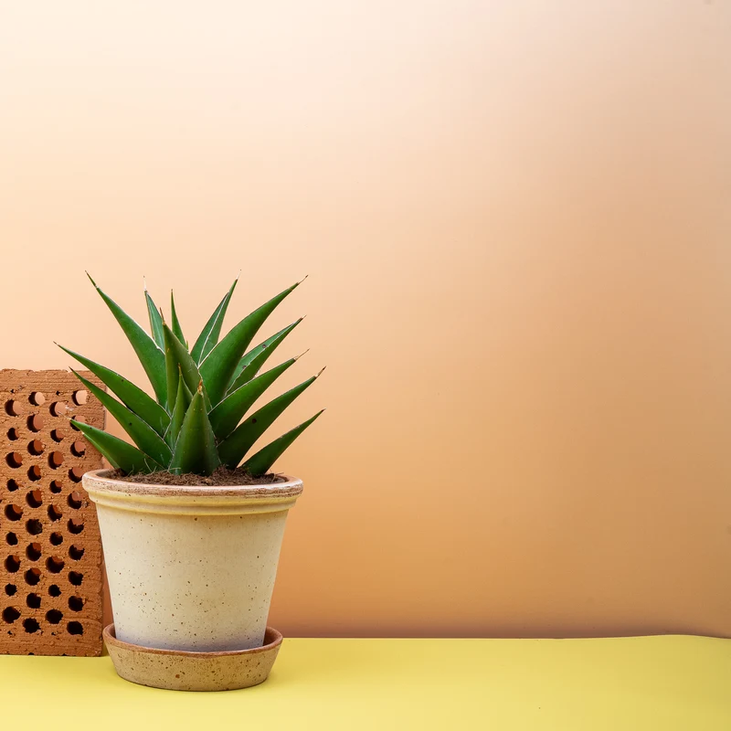 SANSEVIERIA SAMURAI