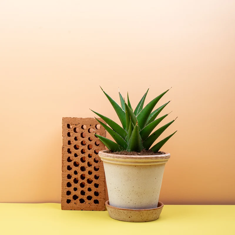 SANSEVIERIA SAMURAI