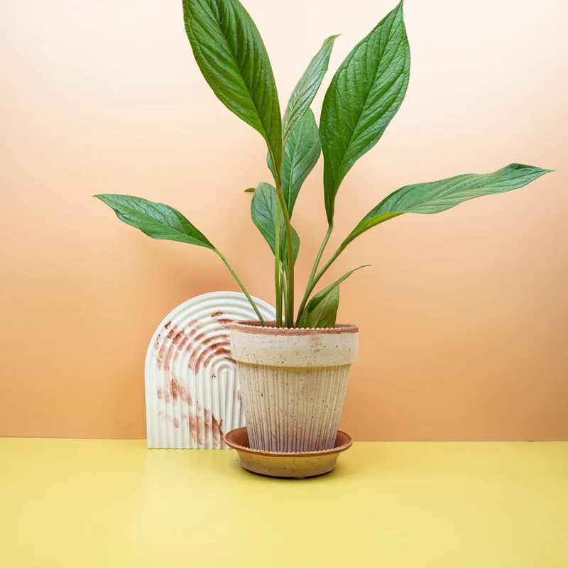 ANTHURIUM JUMANI