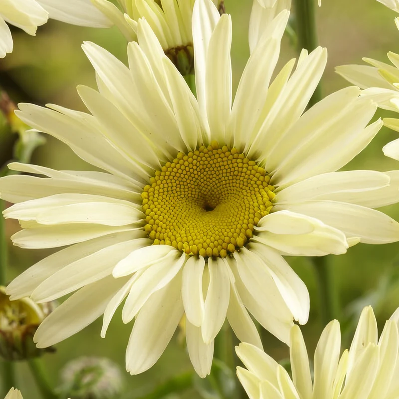 Margerite 'Banana Cream'