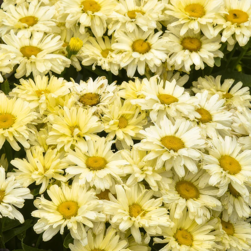 Margerite 'Banana Cream'