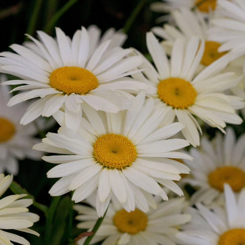 Margerite 'Banana Cream'