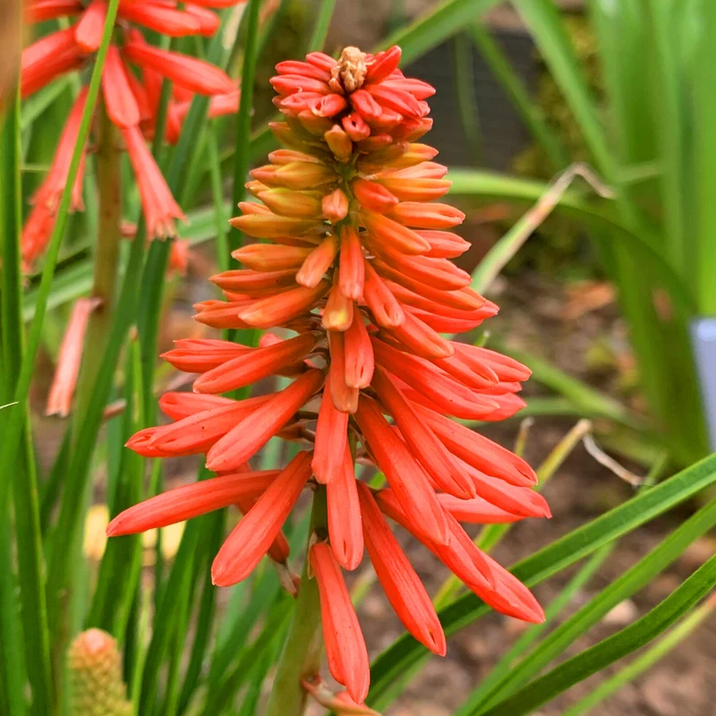 Fackellilie 'Poco Red'