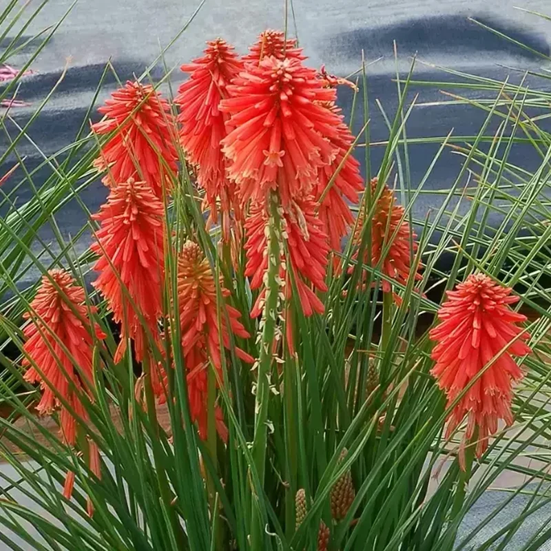 Fackellilie 'Poco Red'