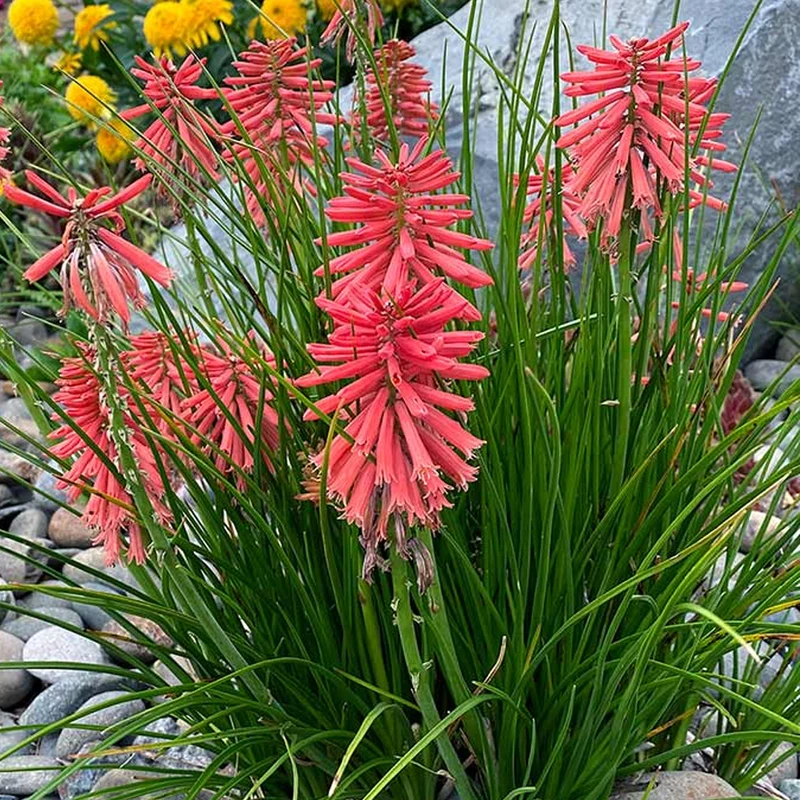 Fackellilie 'Poco Red'
