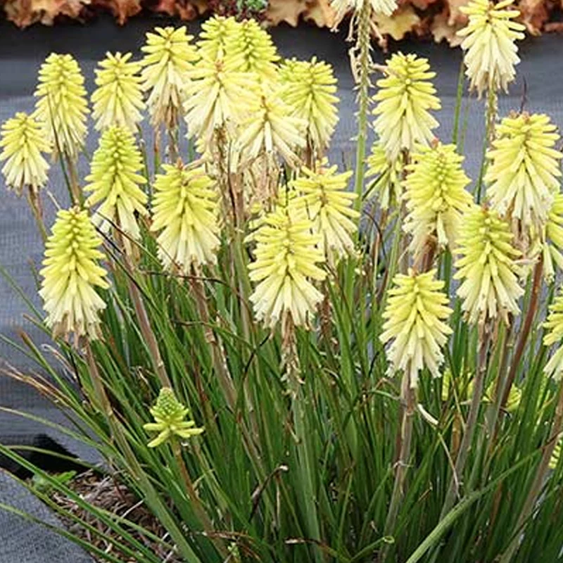 Fackellilie Poco 'Citron'