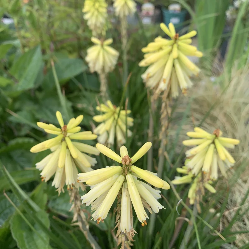 Fackellilie Poco 'Citron'