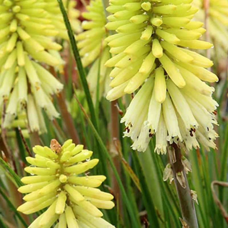 Fackellilie Poco 'Citron'