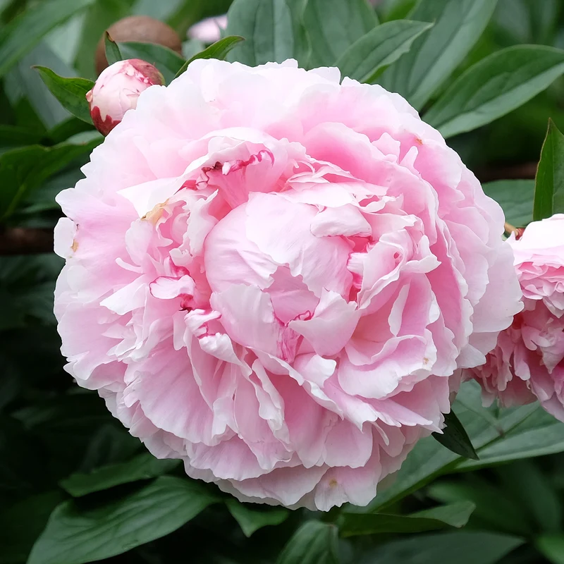 Pfingstrose 'Sarah Bernhardt'